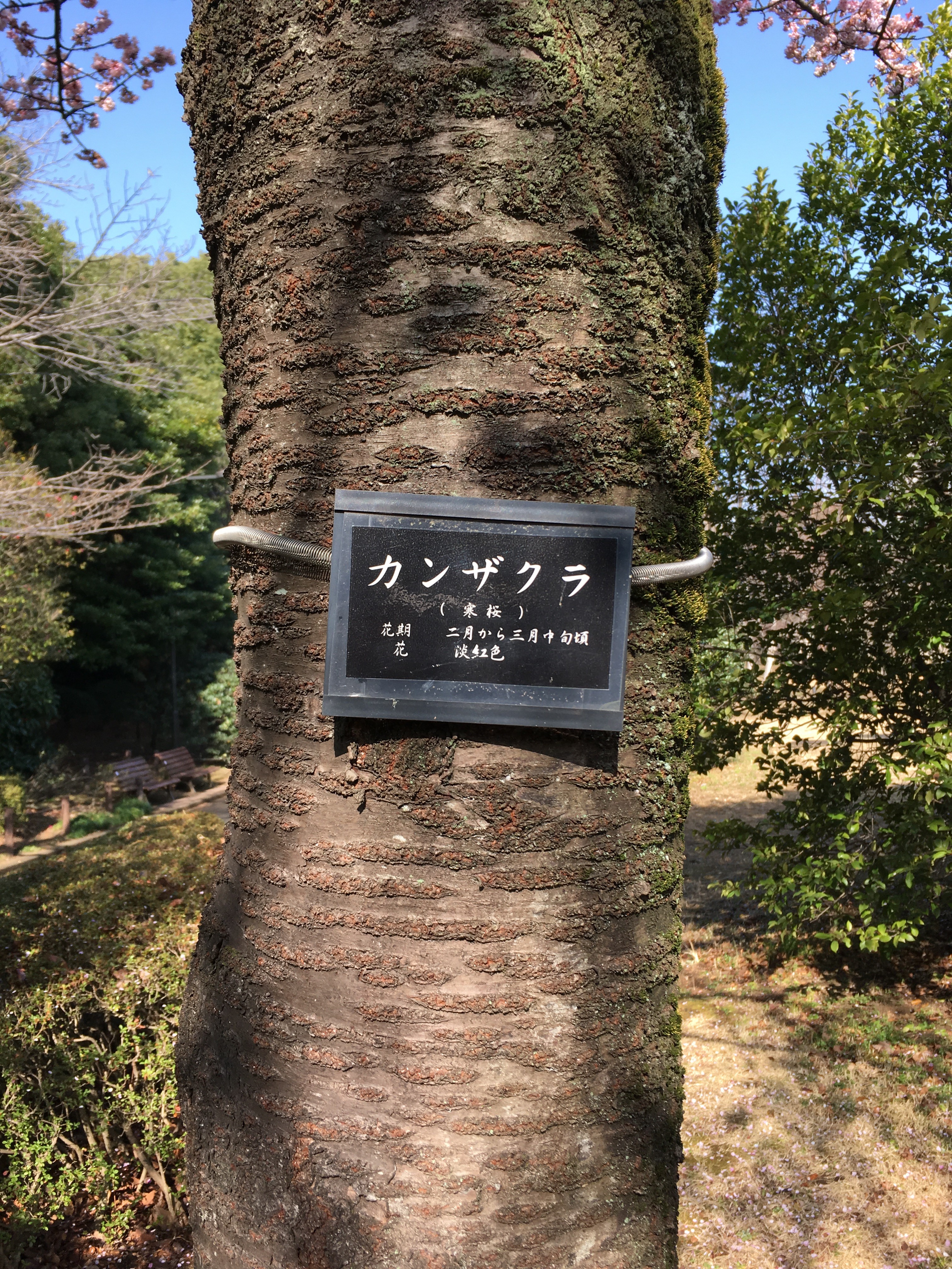 吉田茂像脇の「カンザクラ」