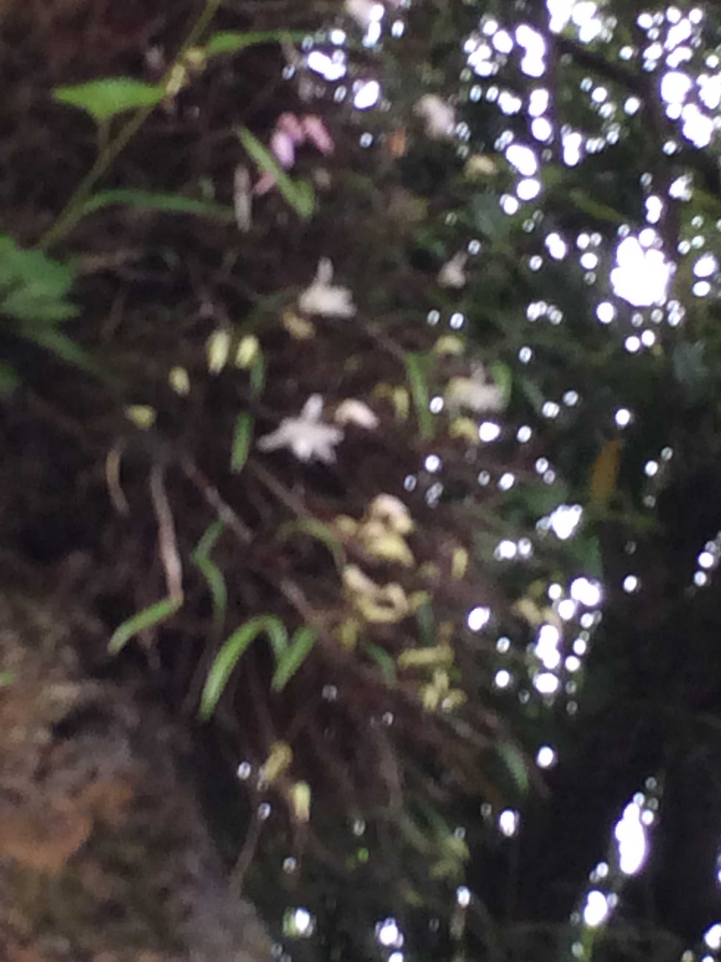 高尾山の植物5月