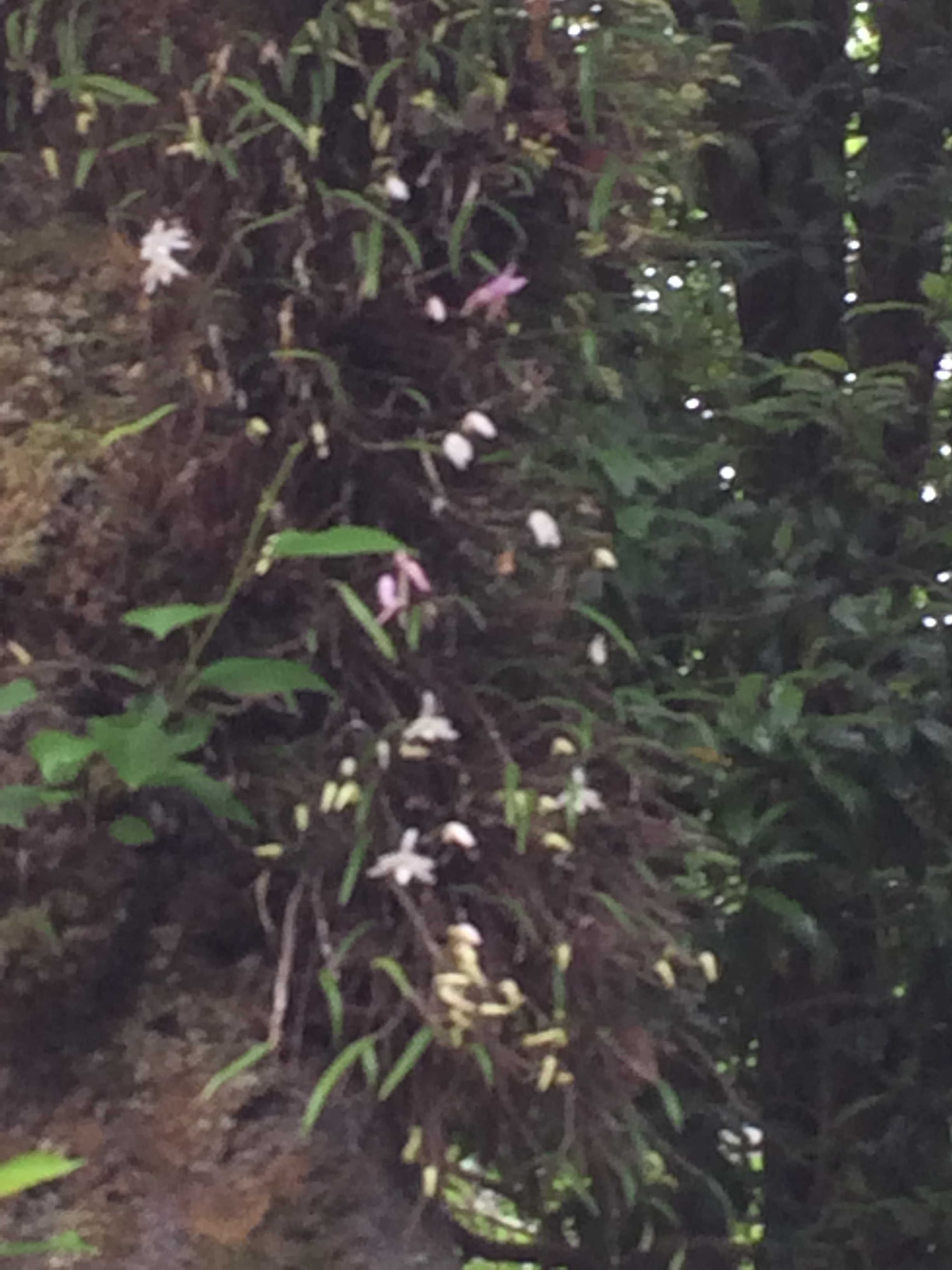 高尾山の植物5月