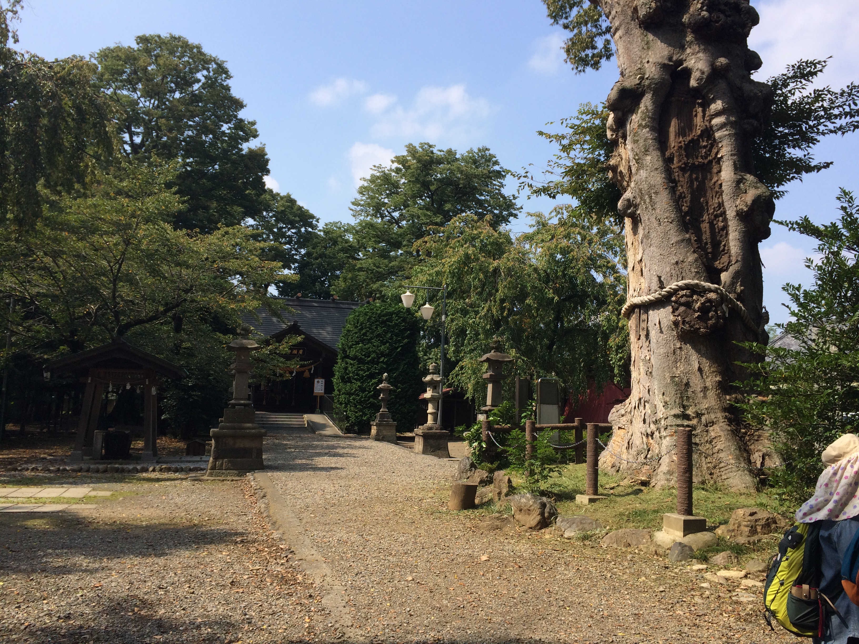 廣瀬神社の大ケヤキ