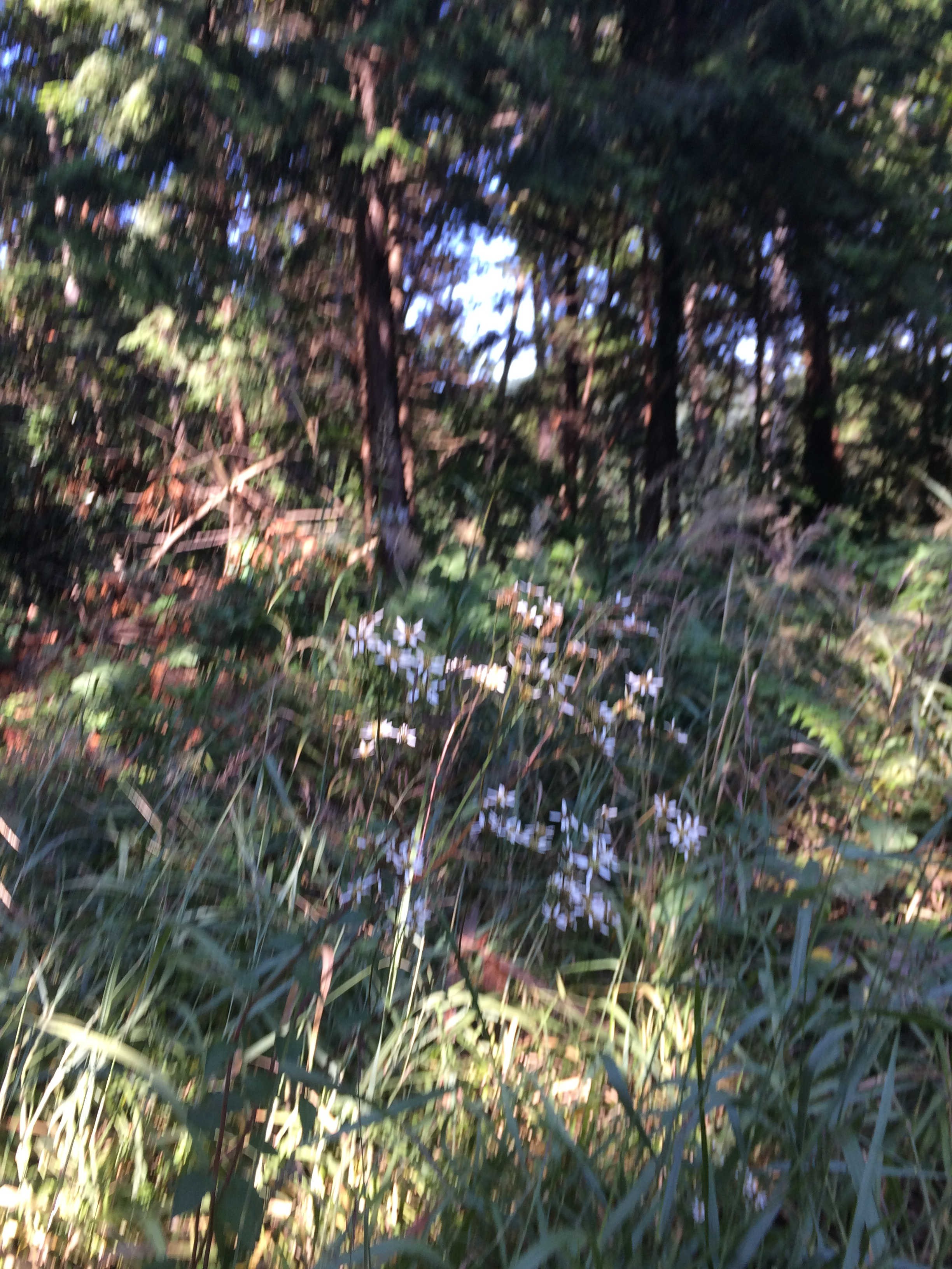 10月の高尾山の植物