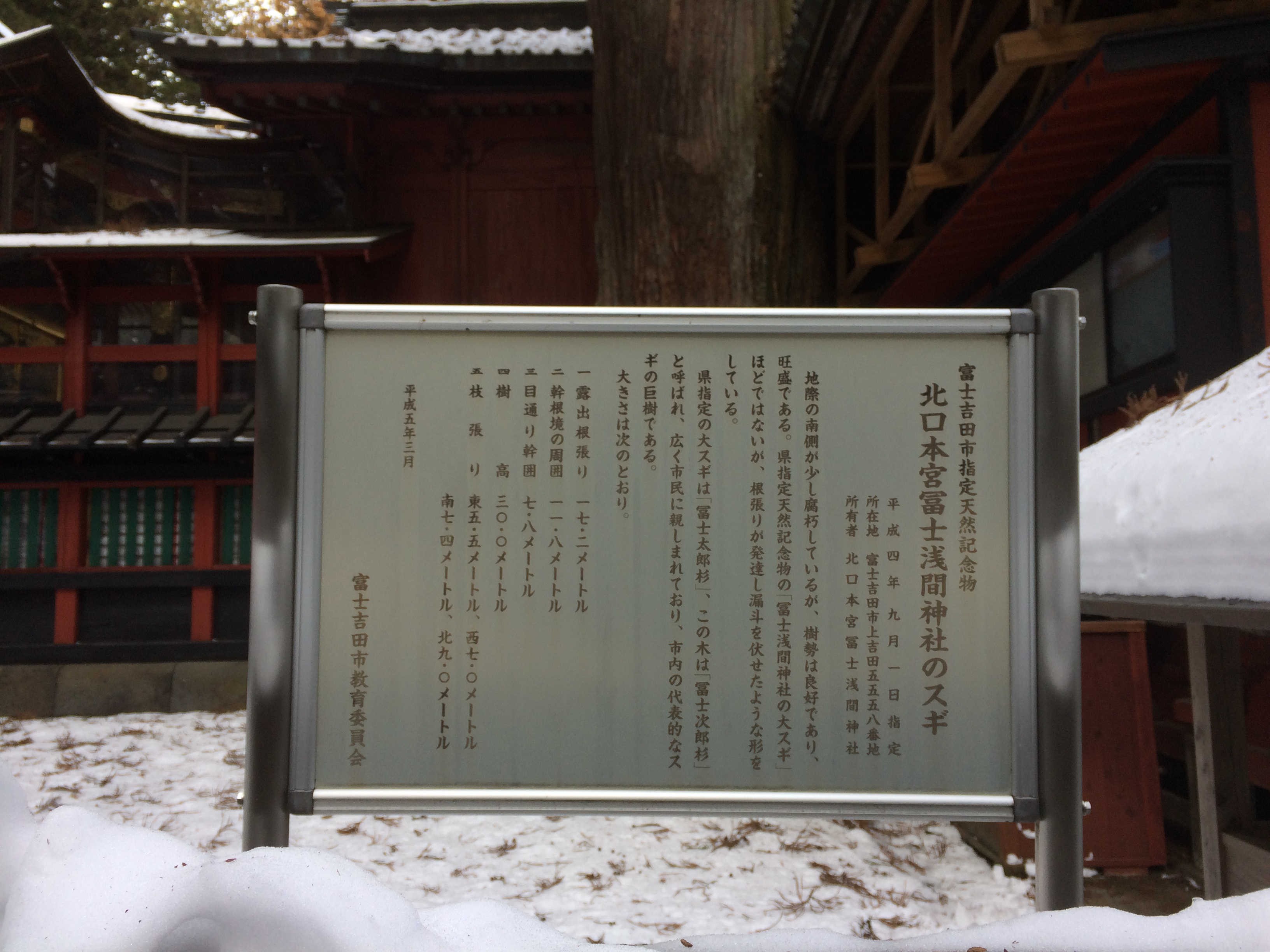 北口本宮富士浅間神社のスギ