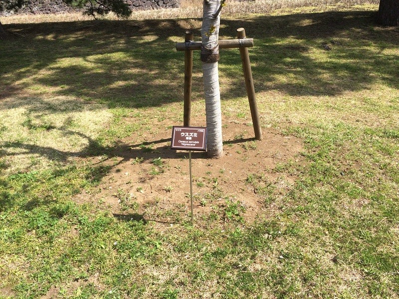 靖国神社 神門 - じじ通販ショップ ウオーキングブログ