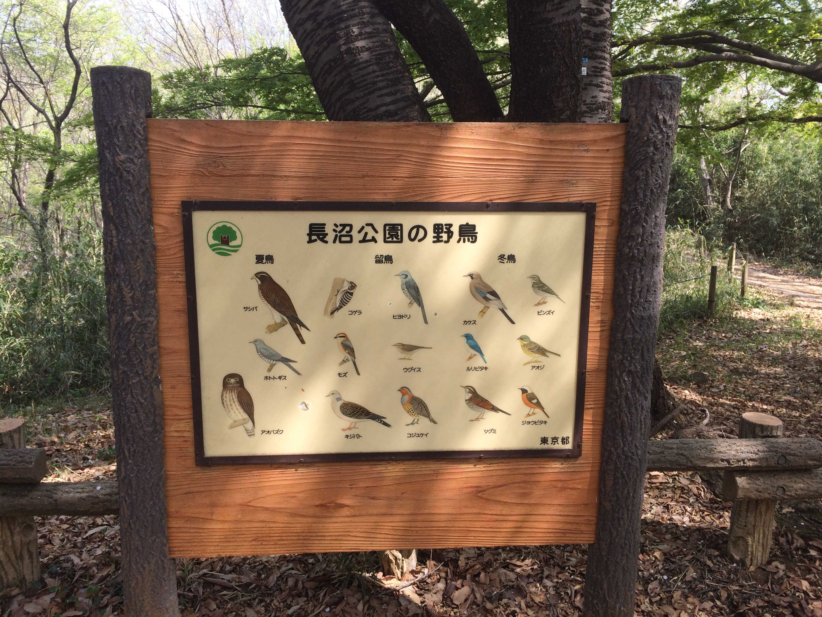 長沼公園の野鳥