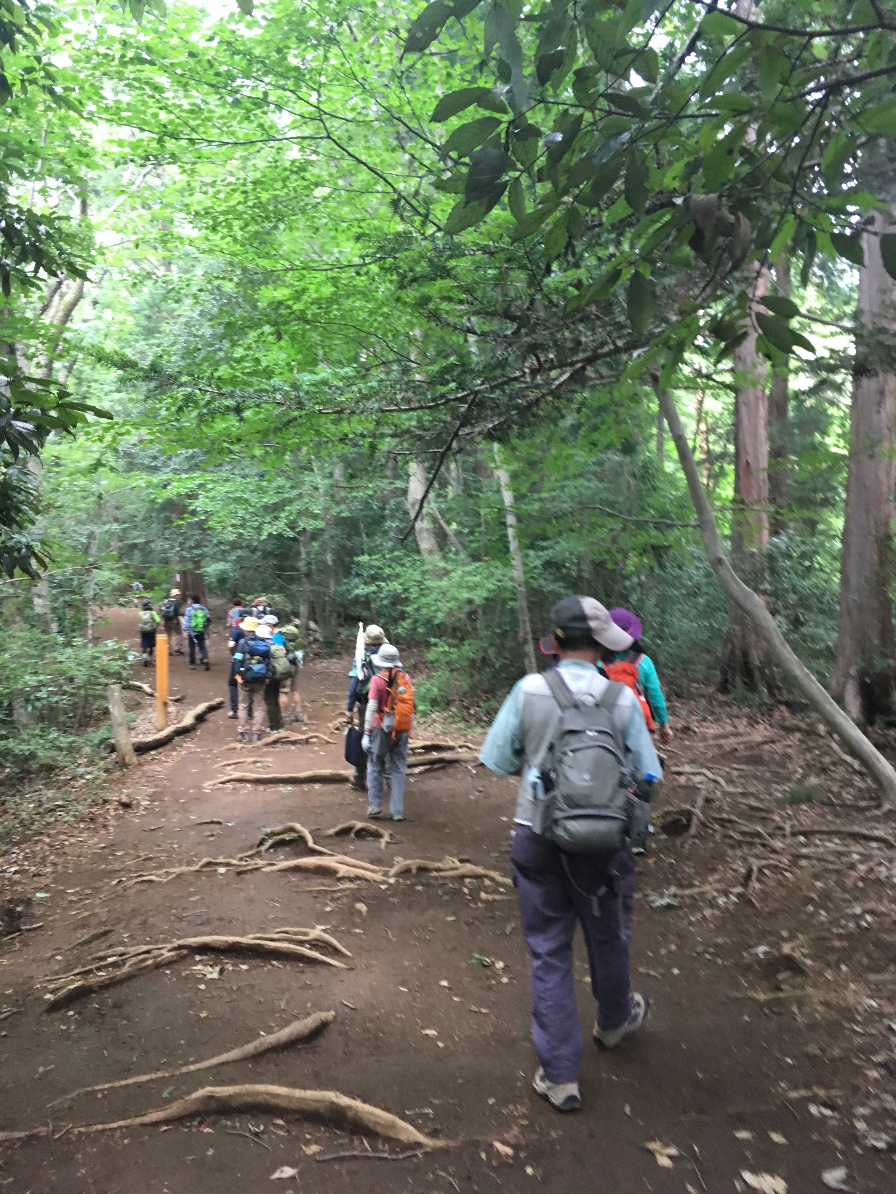 稲荷山コース登山道