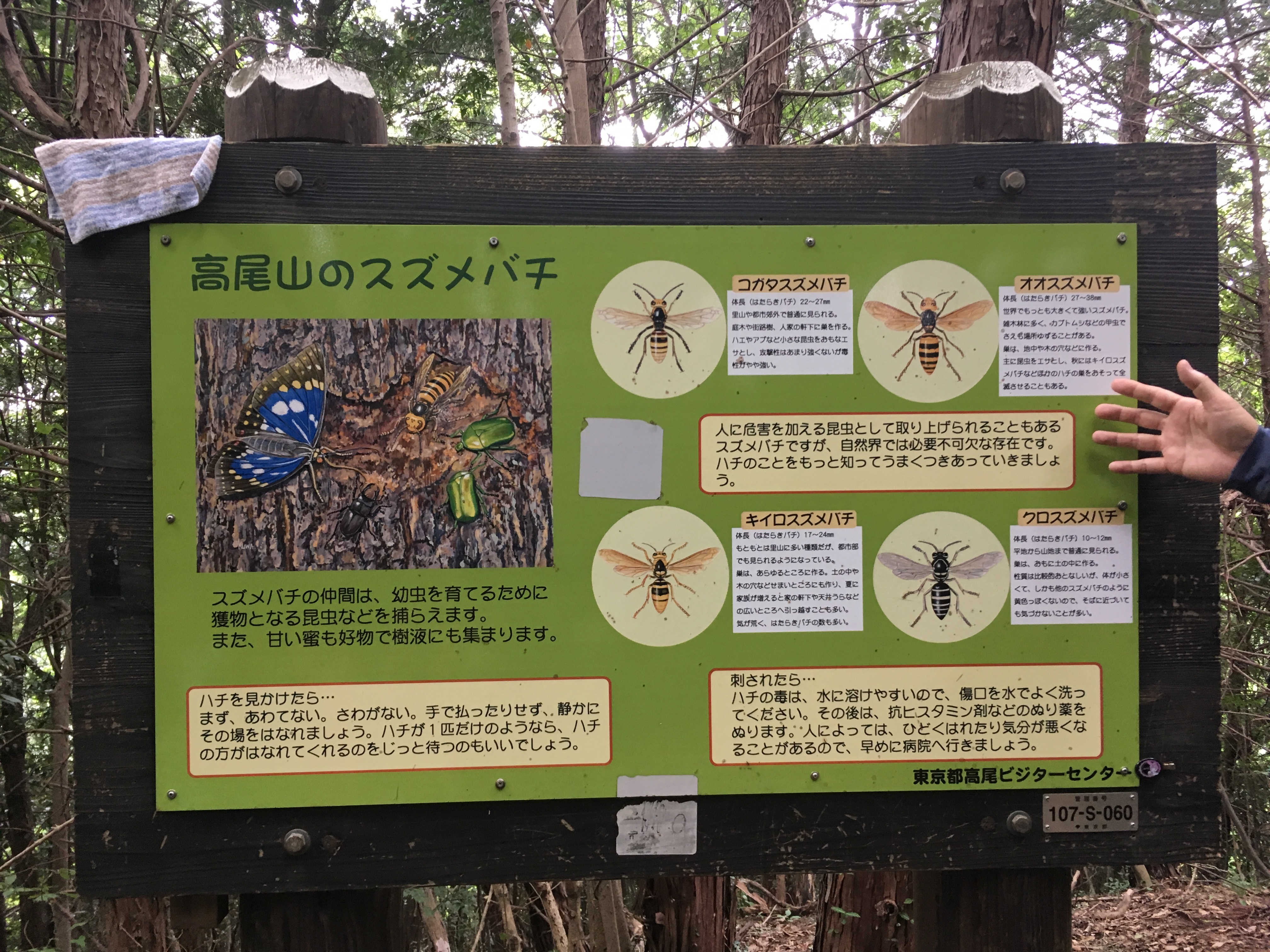 高尾山のスズメバチ