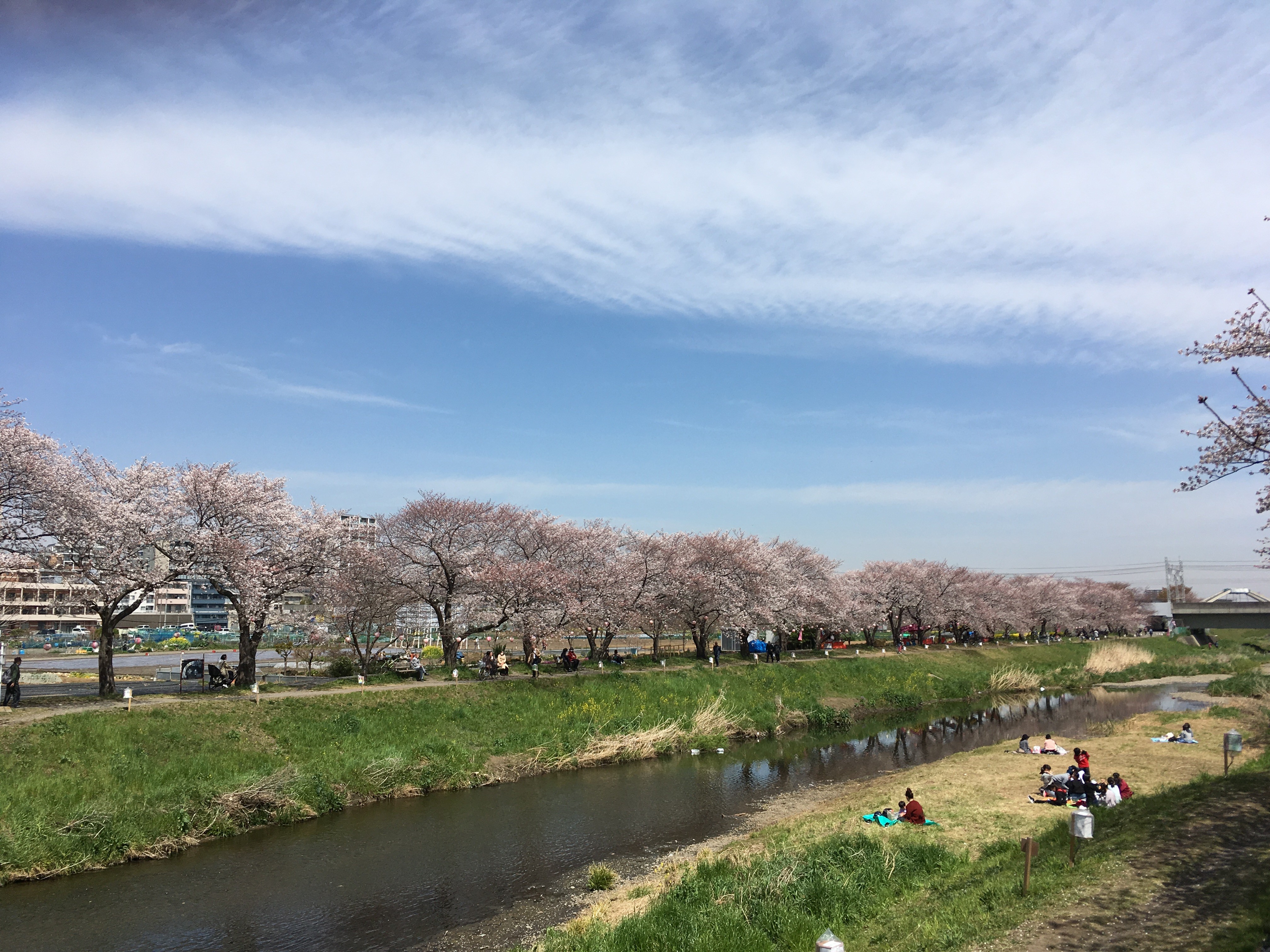 右岸黒目川遊歩道から左岸の桜を望む