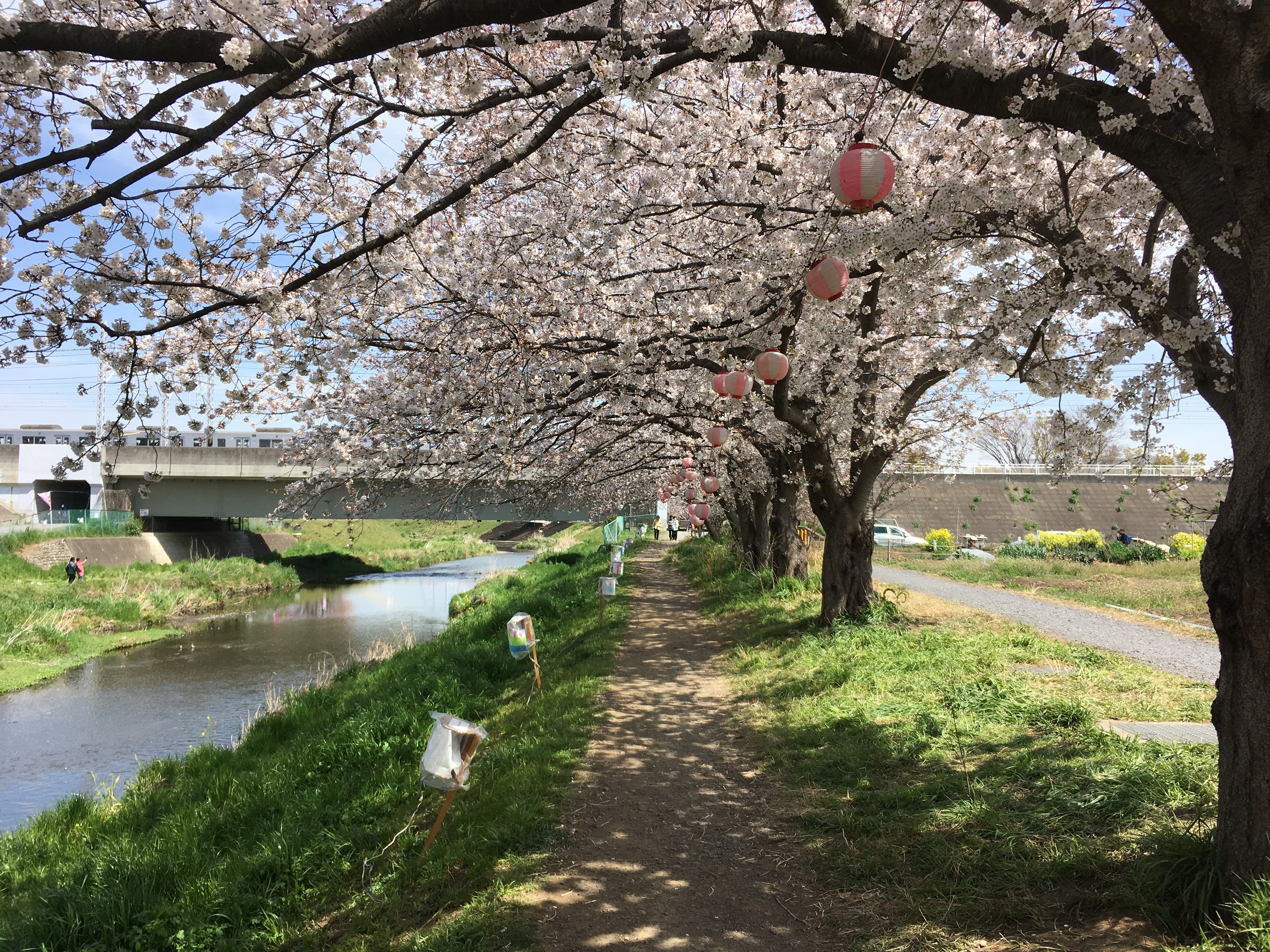 右岸黒目川遊歩道から左岸の桜を望む