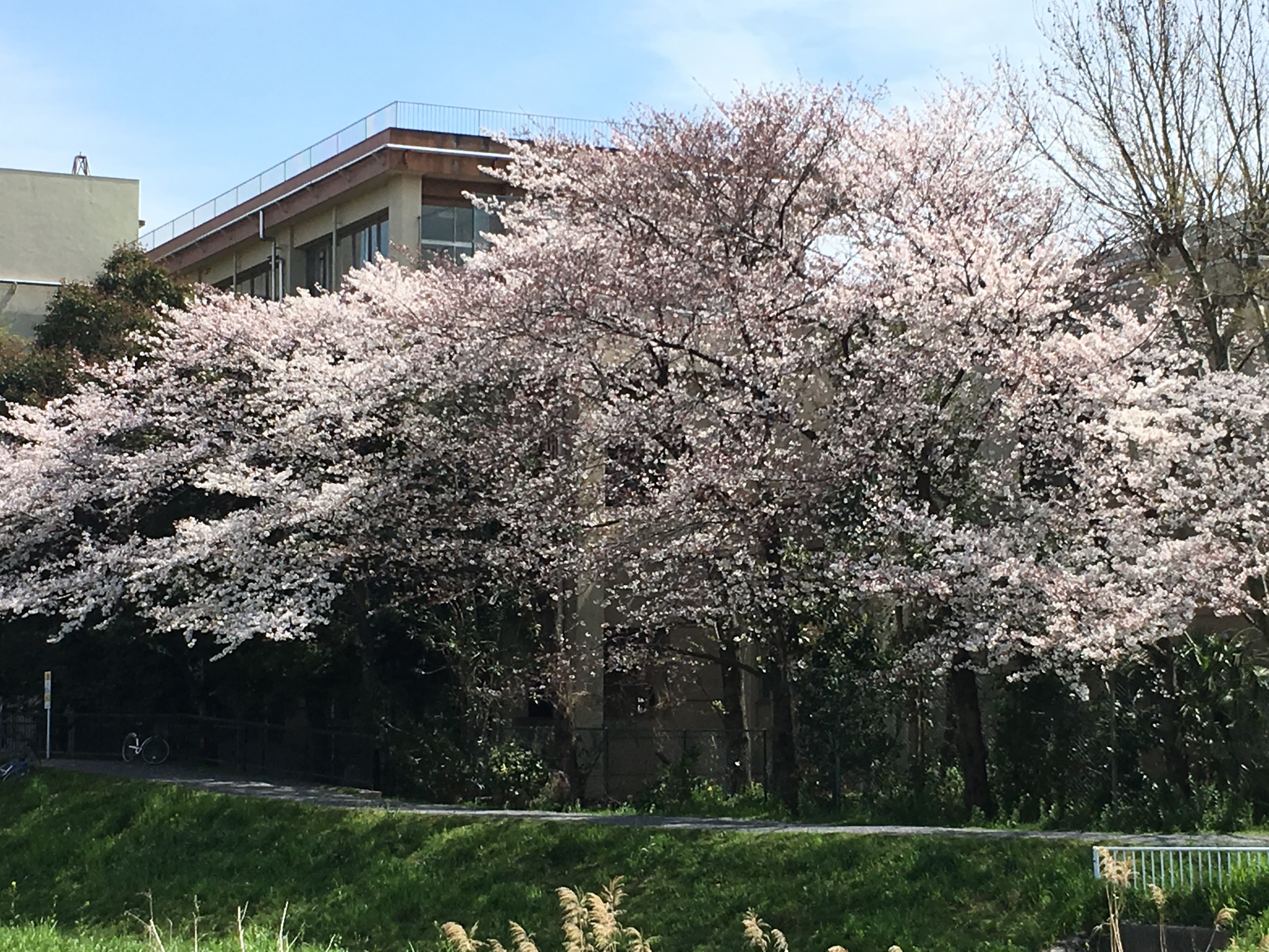黒目川遊歩道から右岸の桜を望む