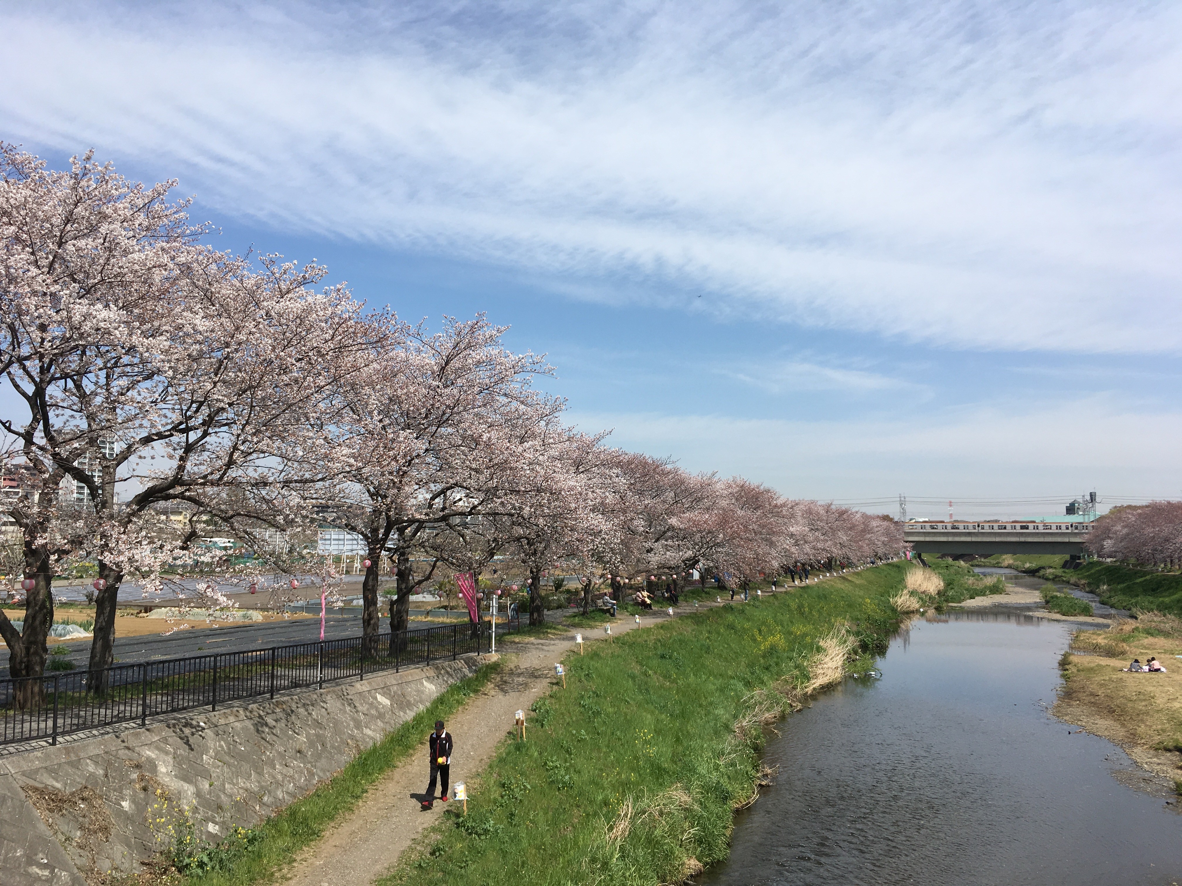 黒目川遊歩道の東林橋から両岸の桜を望む