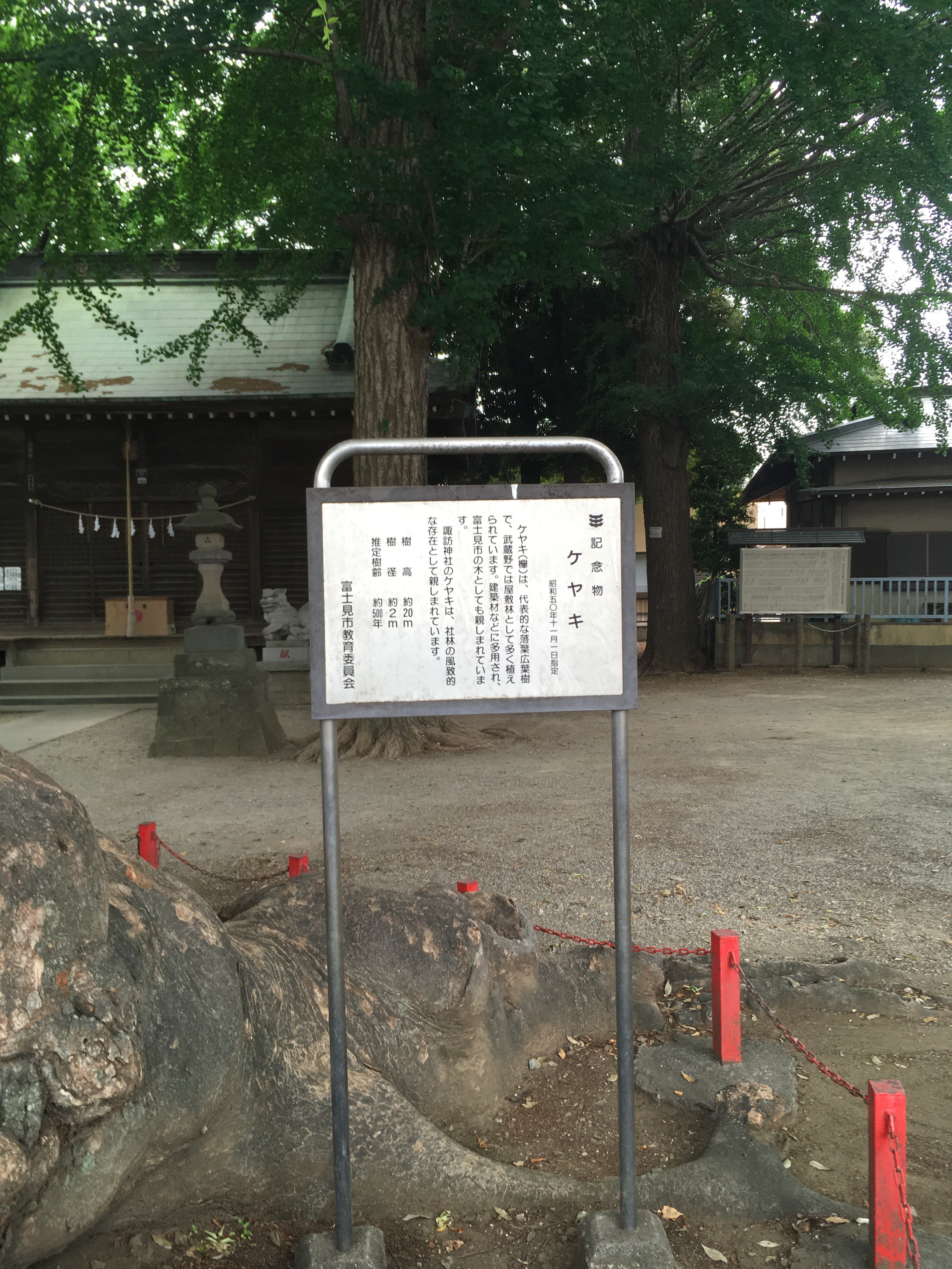 諏訪神社のケヤキ