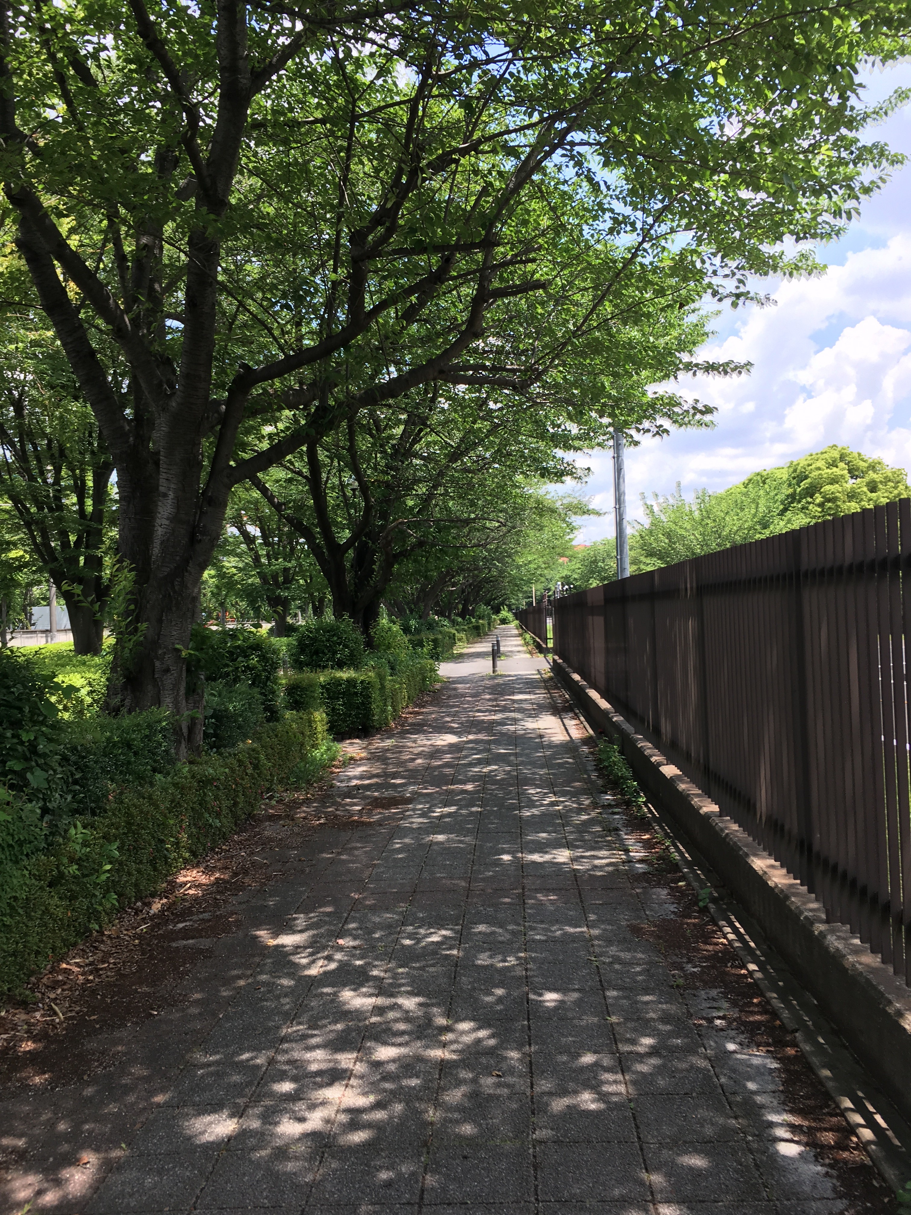 東京朝霞線遊歩道
