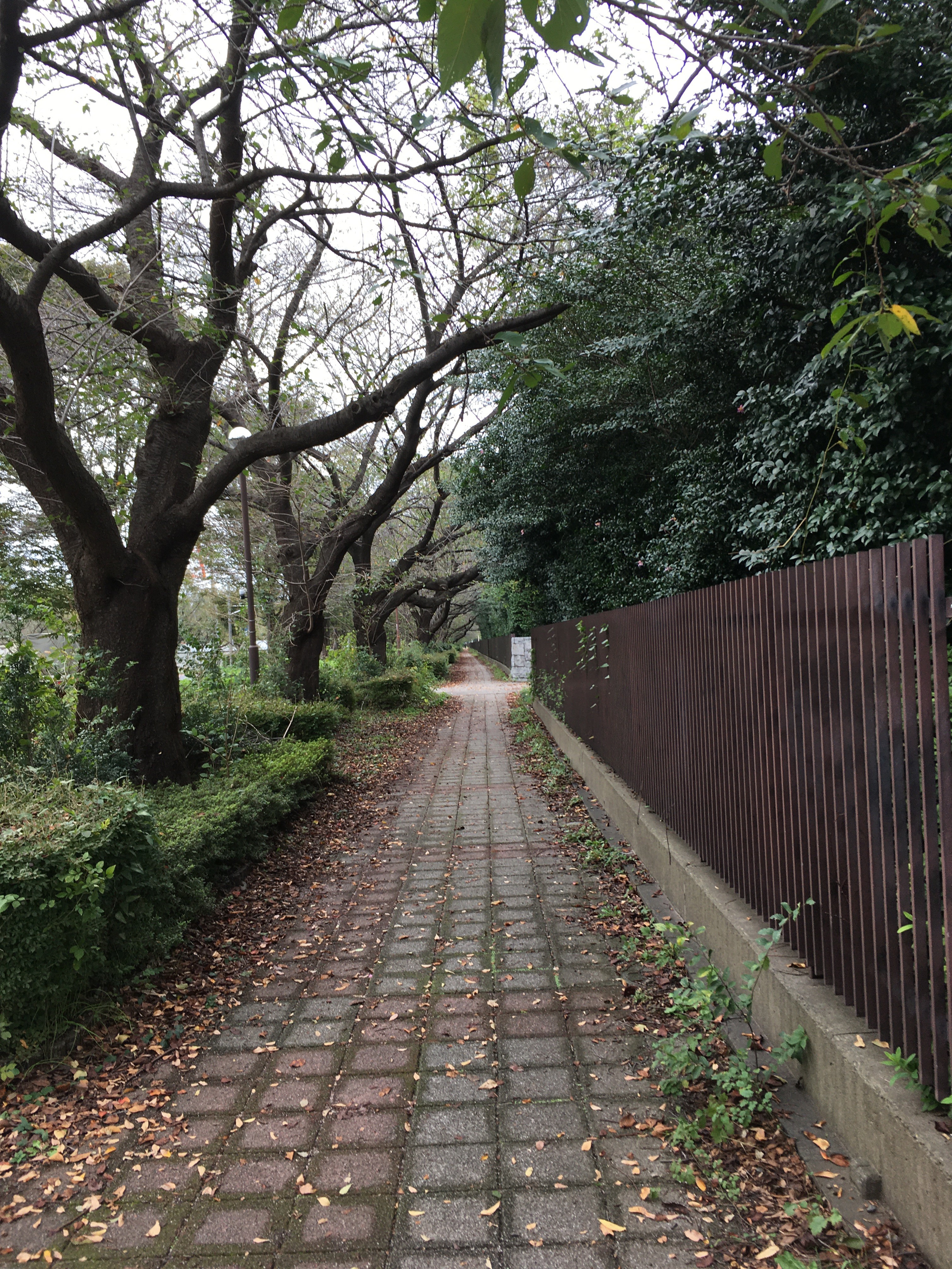 東京朝霞線遊歩道