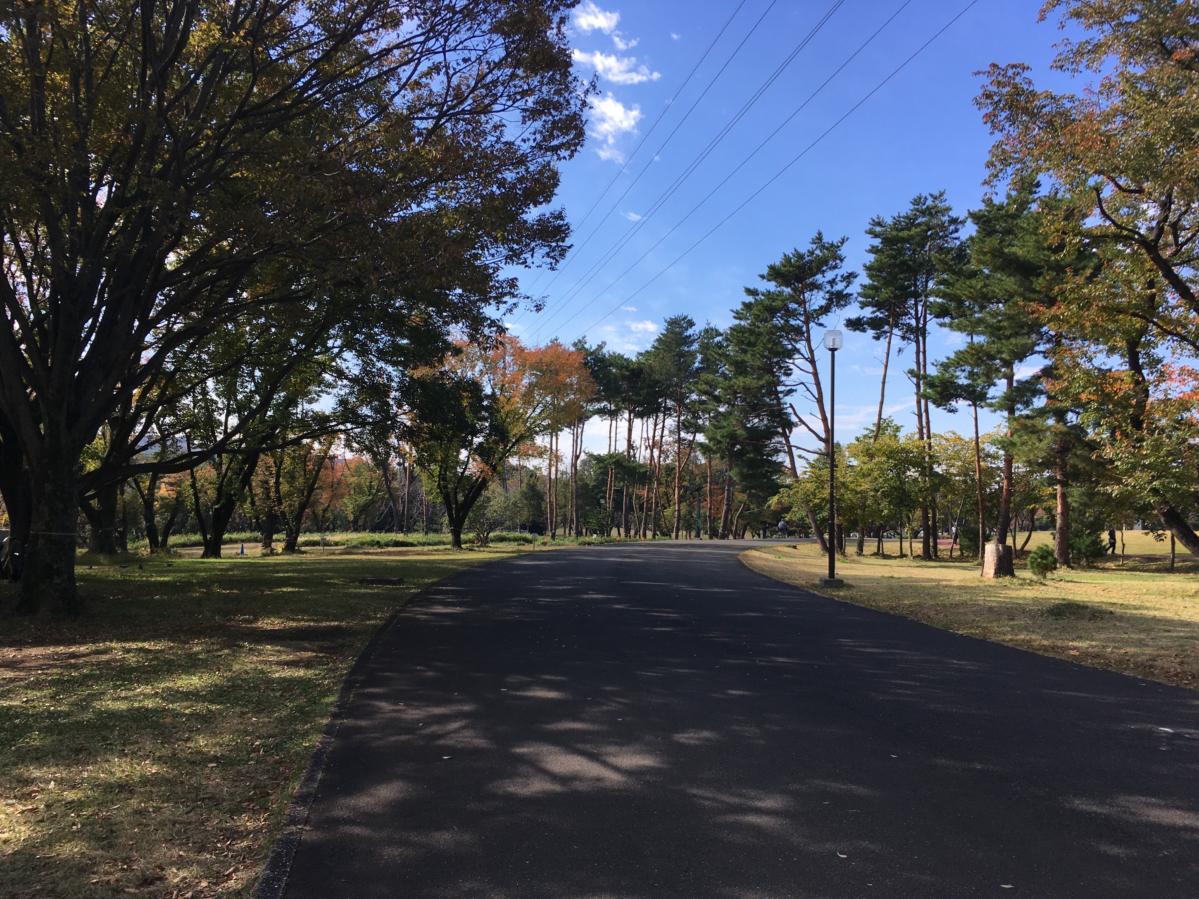 埼玉県営和光樹林公園